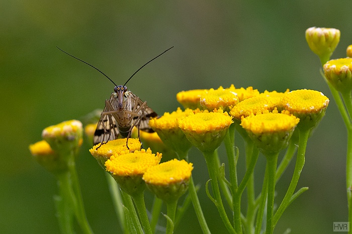 Panorpa communis