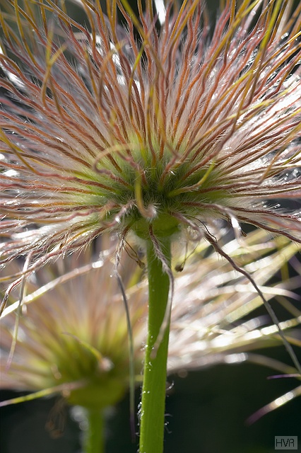 4106_pulsatilla vulgaris_may_03_std.jpg