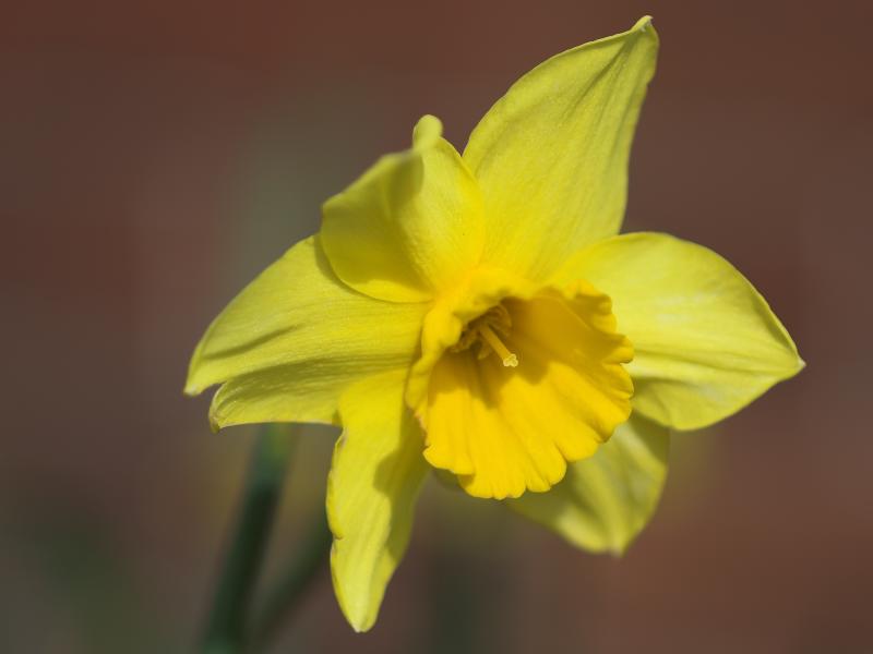 Daffodil