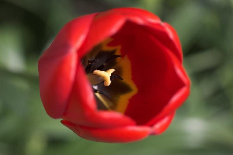 Red tulip