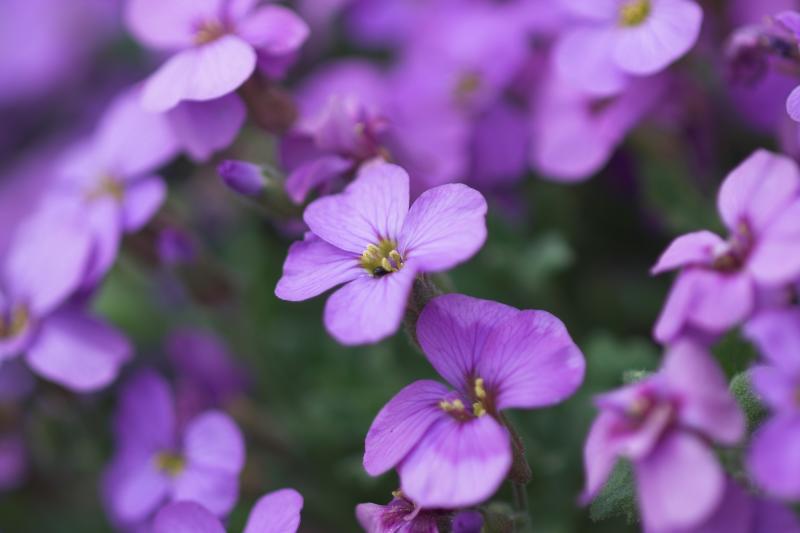 Small Purple Flowers