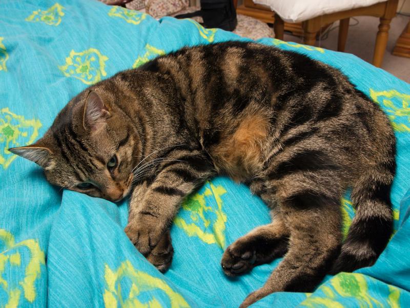 The Cat