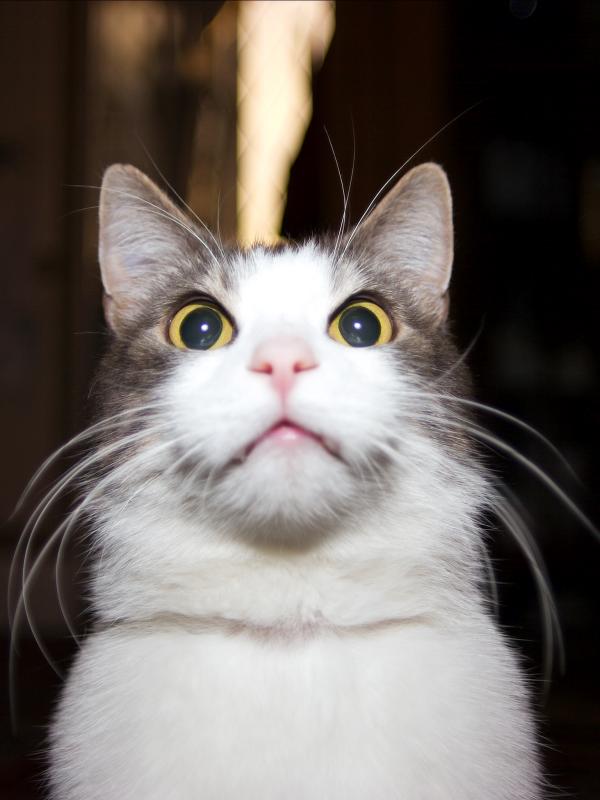 The Other Cat