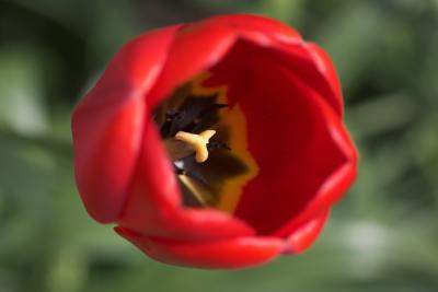 Red tulip