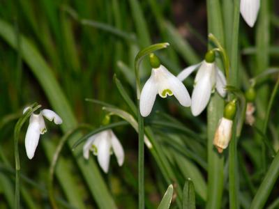 Snow Drops