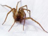 House Spider