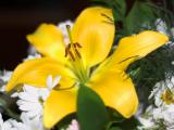 Yellow Lily