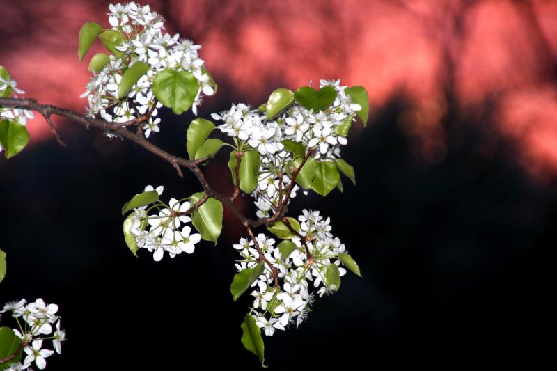 Sunset Bloomers