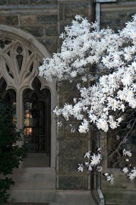 in your courtyard