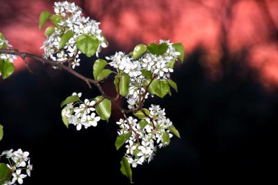 Sunset Bloomers