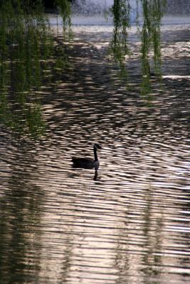 rippling waters