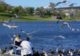 A Not-So-Still Morning at Quidi Vidi Lake