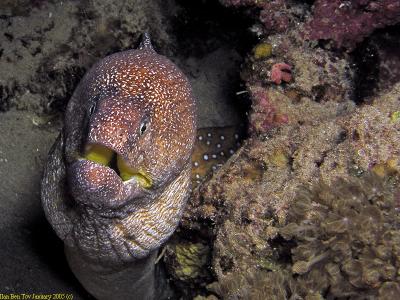 Yellow mouth Moray Eel