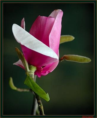 het is lente