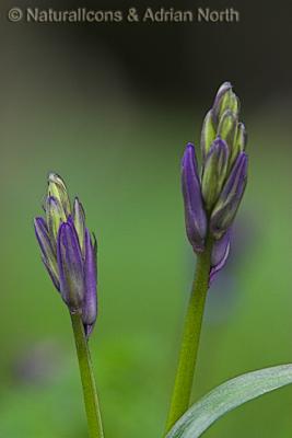 Bluebell Buds