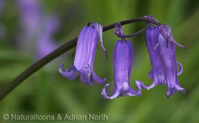 Bluebell Flower