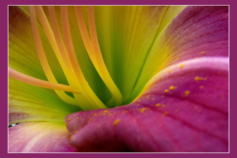 Lily Fingers