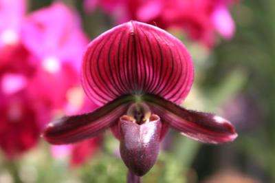Orchid Show at Rockefeller Center