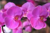 Double Orchid.jpg