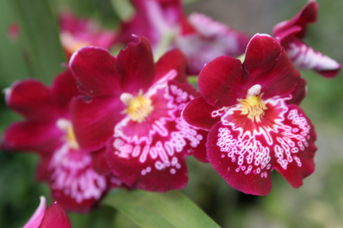 Rose Red Orchid.jpg