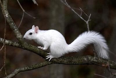 White Squirrel 1