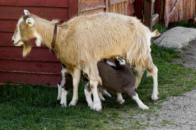 The Goats at Connemara