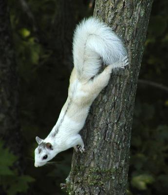 Squirrel Hybrid
