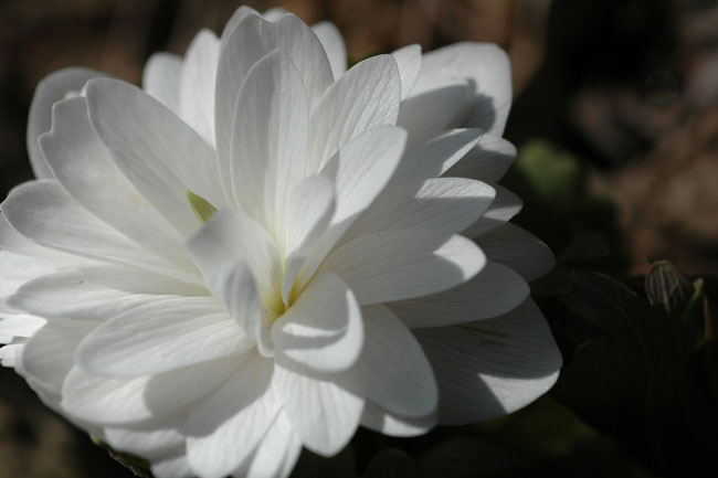 DSC_4954psweb.jpg
