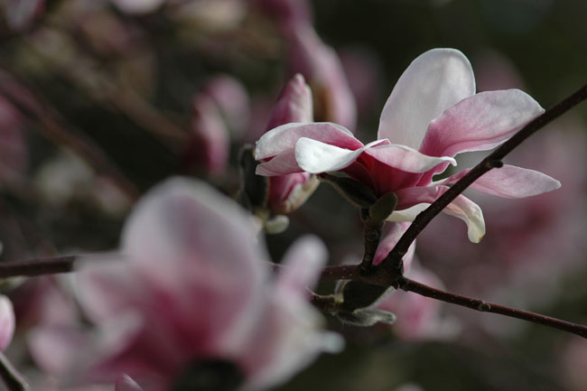 DSC_5045psweb.jpg