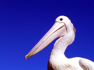 Pelican eye.jpg