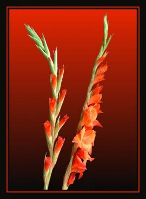 Gladioli III