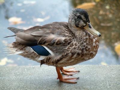 Young duck in fall