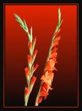 Gladioli III