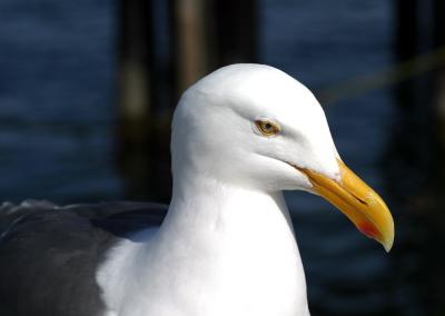 Western Gull, Monterey