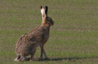 Hare Today.jpg
