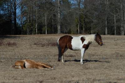 horse-test-2.jpg
