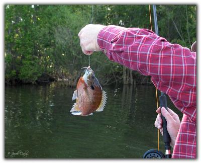 ebins-fish.jpg