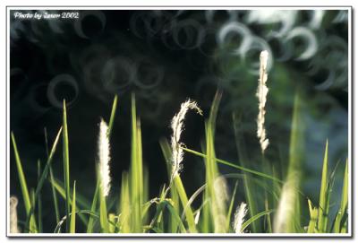 nature-002.jpg