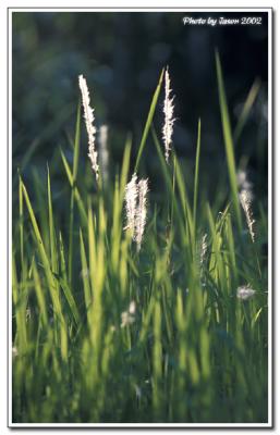 nature-003.jpg
