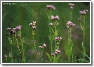 nature-004.jpg