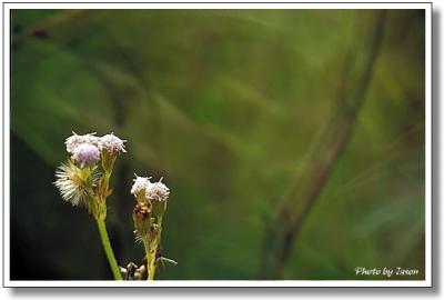 nature-005.jpg