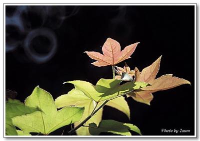 nature-007.jpg