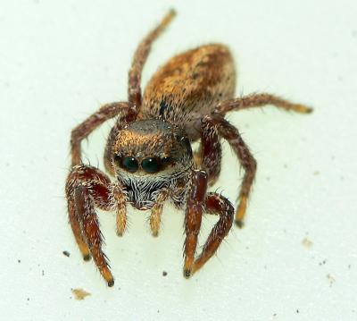 jumping spider.jpg