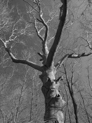 Angry Tree
