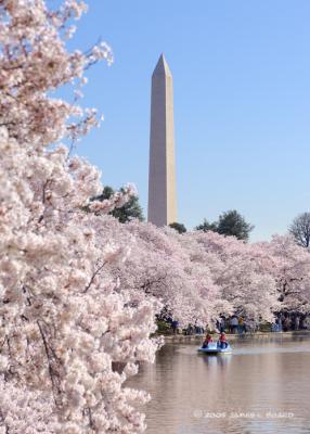 Cherry Blossoms at the Tidal Basin #3