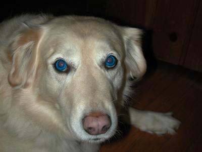 blueeyeddog copy.jpg