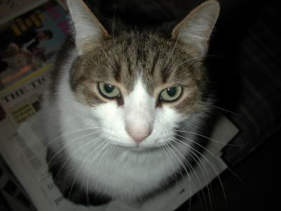 Gus-cat.jpg
