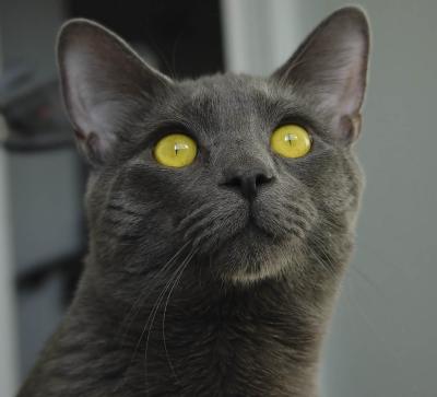 Sasha in the window.jpg