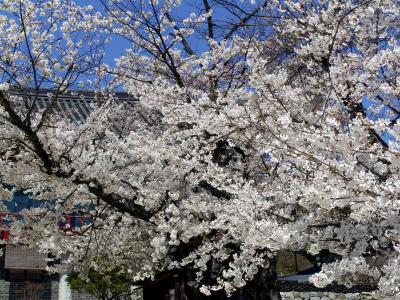 Cherry trees in Geumsansa Temple