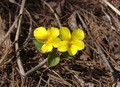 Yellow violet in Korea